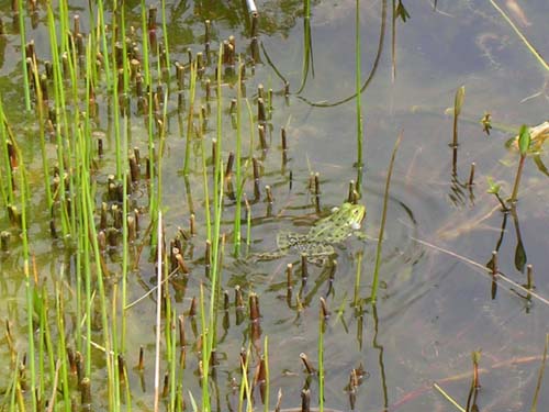 weinheim_hermannshof_28