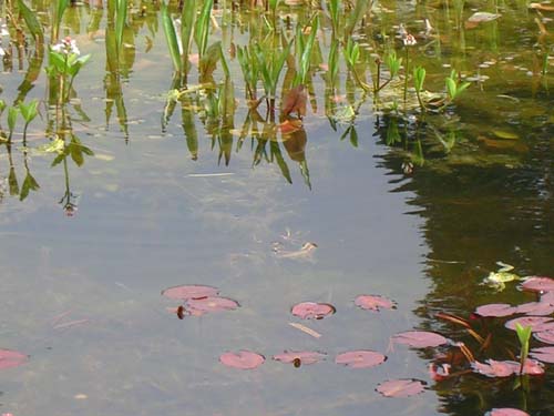 weinheim_hermannshof_29