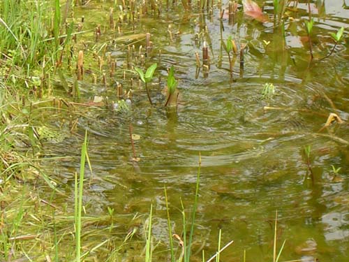 weinheim_hermannshof_30